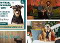 ‘The Dog House’ seeks loving homes in London as rescue centres feel the strain 