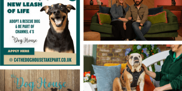 Channel 4’s The Dog House seeks loving homes in London as rescue centres feel the strain