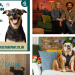 ‘The Dog House’ seeks loving homes in London as rescue centres feel the strain