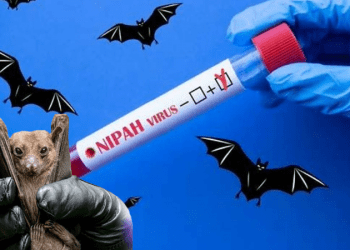 Yarasadan yayılan bir virüs daha: Tedavisi yok!