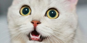 Harry Kane transfer ve Barcelona iddiası için konuştu