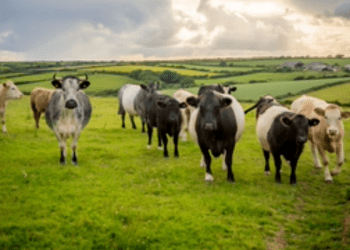 New law comes into force to protect farm animals from dog attacks