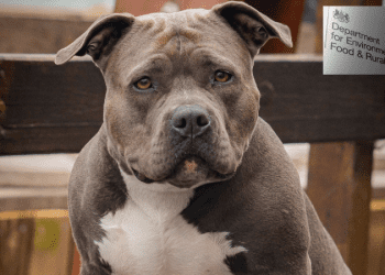 Yasaklı köpek ırklarına yönelik yeni güvenlik önlemleri geliyor